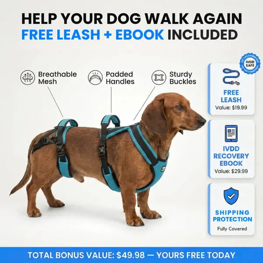 Meet the #1 Vet-Recommended Spinal Support Harness for IVDD & Post-Surgery Dogs