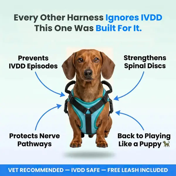 Meet the #1 Vet-Recommended Spinal Support Harness for IVDD & Post-Surgery Dogs