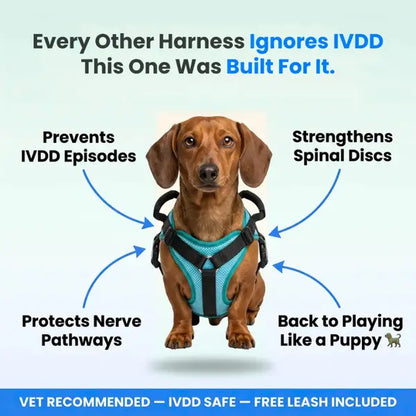 Meet the #1 Vet-Recommended Spinal Support Harness for IVDD & Post-Surgery Dogs